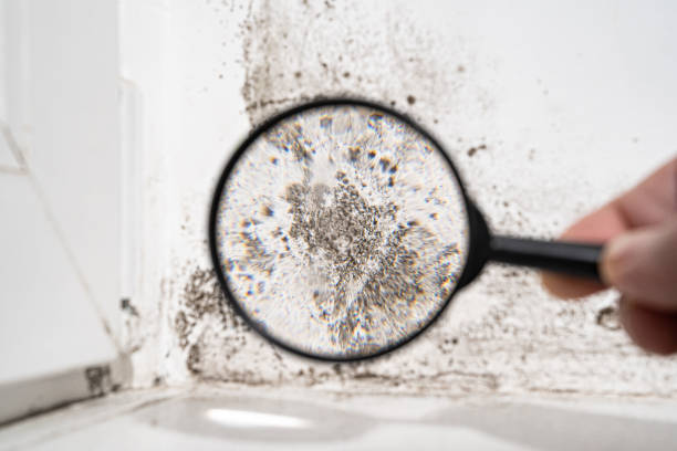 Best Air Quality Testing for Mold Spores  in Chenoa, IL